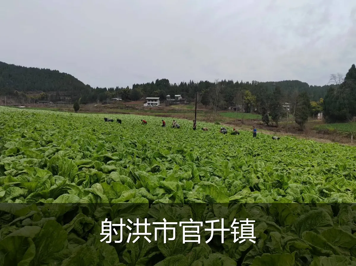 射洪市官升镇
